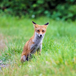 Wildlife