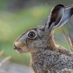 Wildlife