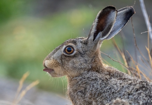 Wildlife